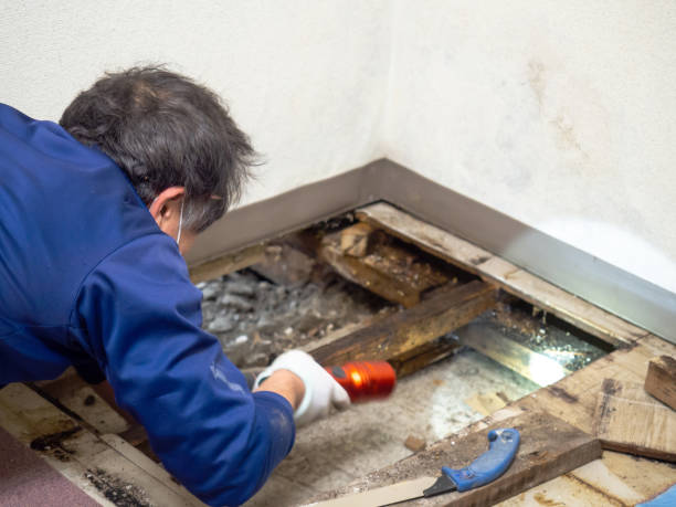 Best Black Mold Removal  in Lorane, PA
