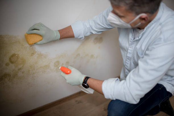 Professional Mold Removal in Lorane, PA