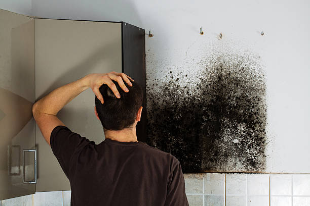 Best Residential Mold Removal  in Lorane, PA